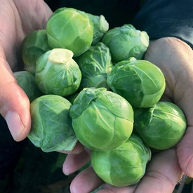 Silvia Organic (F1) Brussels Sprout Seed