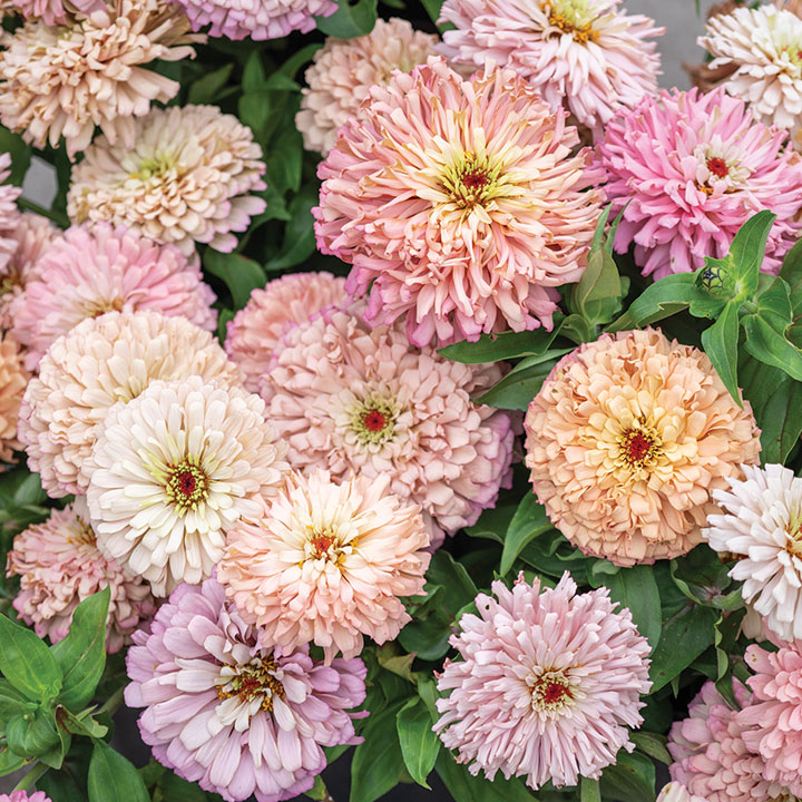 Zinnias